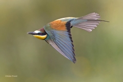 Bijeneter; European bee-eater; Merops apiaster