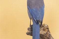 Blauwe-ekster