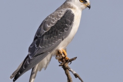 Grijze-wouw