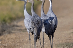 Kraanvogels
