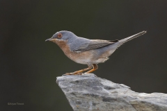Baardgrasmus