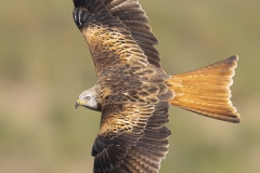 Rode-wouw