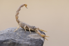 Scorpioen