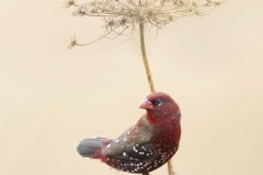 Tijgervink