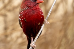 Tijgervink