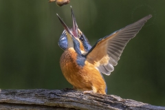 IJsvogel