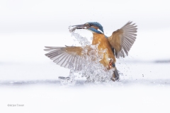IJsvogel-1600-fb-58A8460
