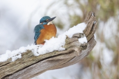 IJsvogel-1600-fb-_33A6369