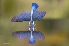 IJsvogel-1600-fb-_58A0366