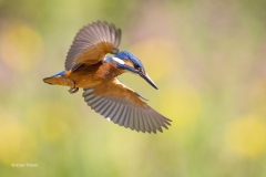 IJsvogel