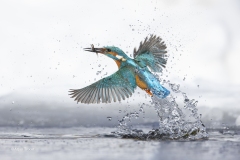 IJsvogel-1600-fb-_58A3725