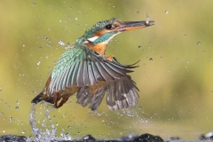 IJsvogel-4kant-insta-_47I9993