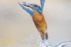 IJsvogel-fb-_47I9381