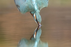 IJsvogel