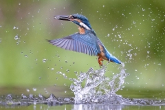 IJsvogel