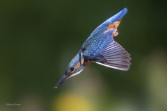 IJsvogel