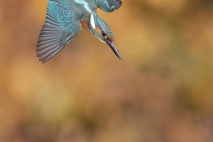 IJsvogel