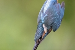 IJsvogel