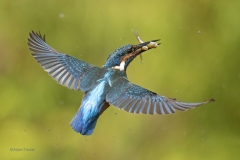 IJsvogel