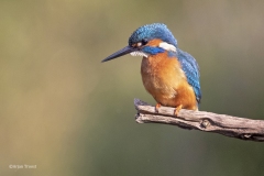 IJsvogel