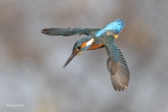 IJsvogel