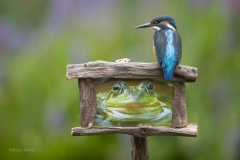 IJsvogel