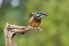 IJsvogel