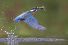 IJsvogel