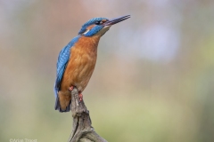 IJsvogel