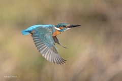 IJsvogel