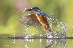 IJsvogel