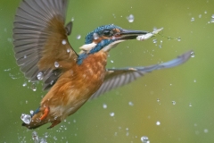 IJsvogel