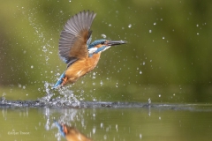 IJsvogel