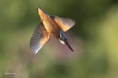 IJsvogel