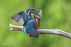 IJsvogel