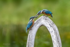IJsvogel
