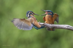 IJsvogel