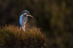 IJsvogel