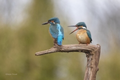 IJsvogel