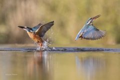 IJsvogel