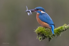 IJsvogel
