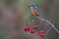 IJsvogel