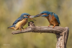 IJsvogel