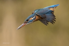 IJsvogel