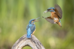 IJsvogel