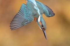 IJsvogel