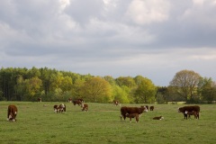 De Borkeld