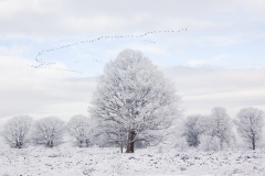 Winter Sallandse heuvelrug ganzen
