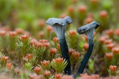 Blauwgroen-trechtertje-Omphalina-chlorocyanea 