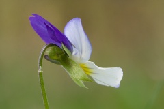 Driekleurig-viooltje